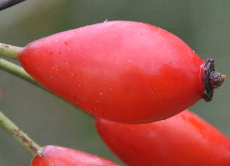 Image of Rosa canina specimen.