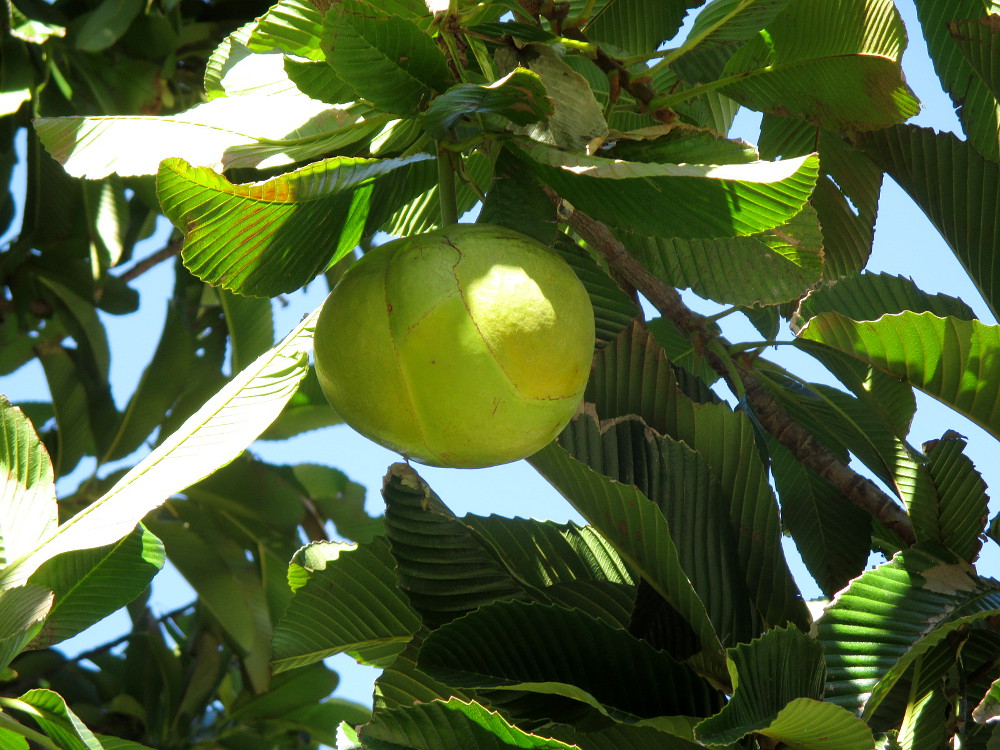 Изображение особи Dillenia indica.