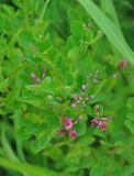 Lespedeza bicolor