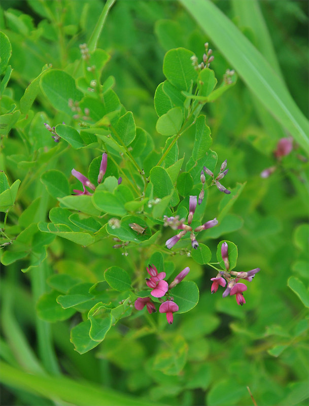 Изображение особи Lespedeza bicolor.