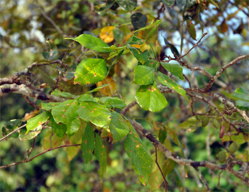 Image of Pongamia pinnata specimen.