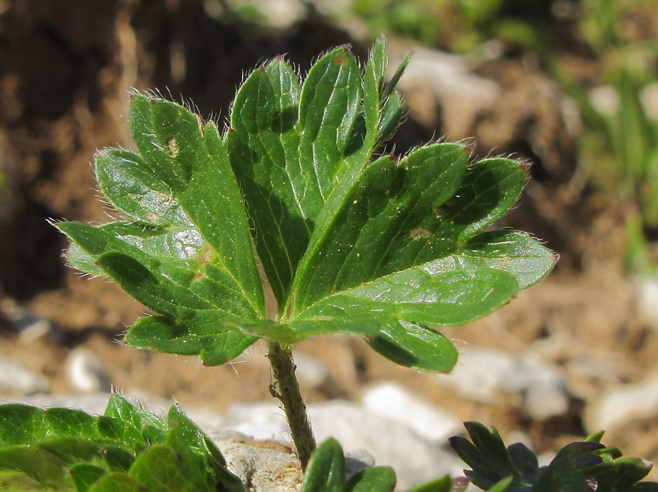 Image of Potentilla gelida specimen.