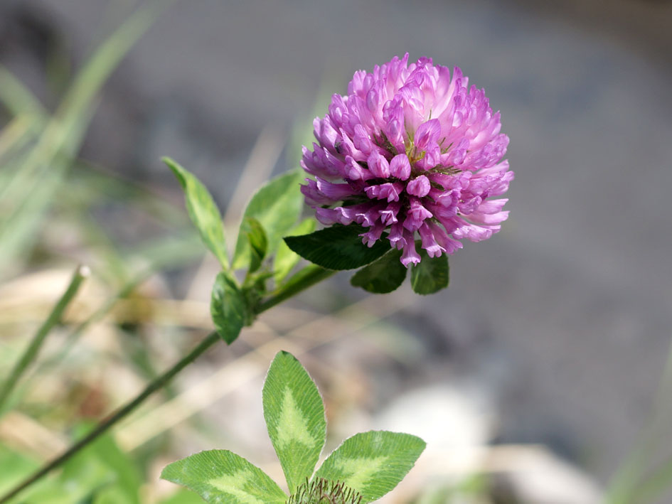 Изображение особи Trifolium pratense.