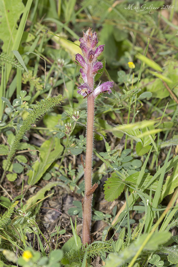 Изображение особи Orobanche pubescens.