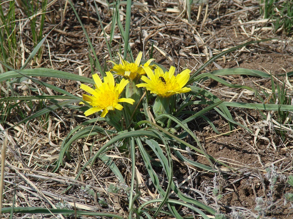 Image of Scorzonera austriaca specimen.