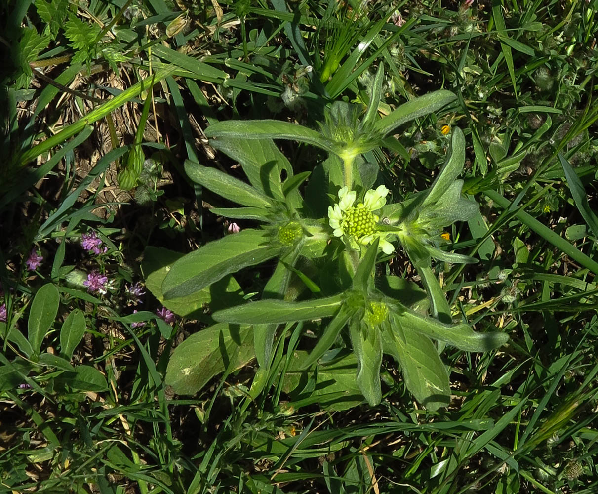 Image of Lomelosia prolifera specimen.