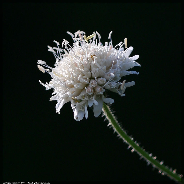 Image of Knautia tatarica specimen.