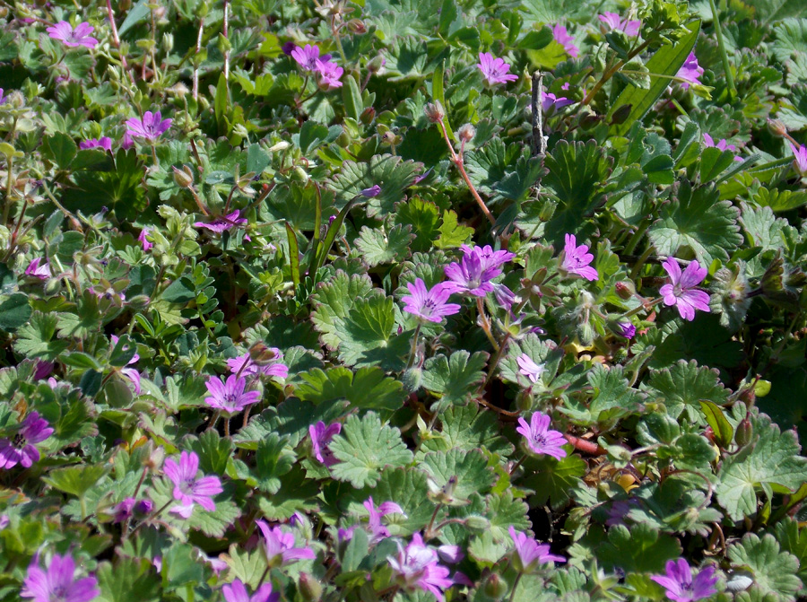 Изображение особи Geranium molle.