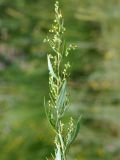 Artemisia dracunculus