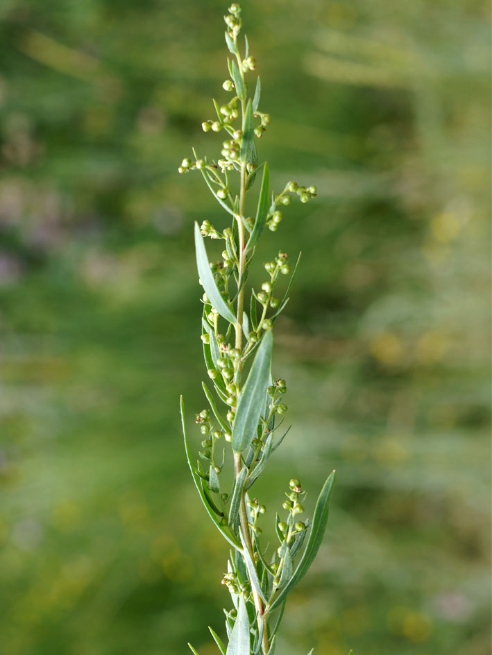 Image of Artemisia dracunculus specimen.