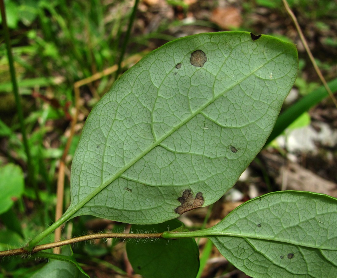 Image of Lonicera caprifolium specimen.