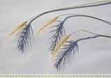 Taeniatherum crinitum