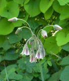 Nectaroscordum siculum