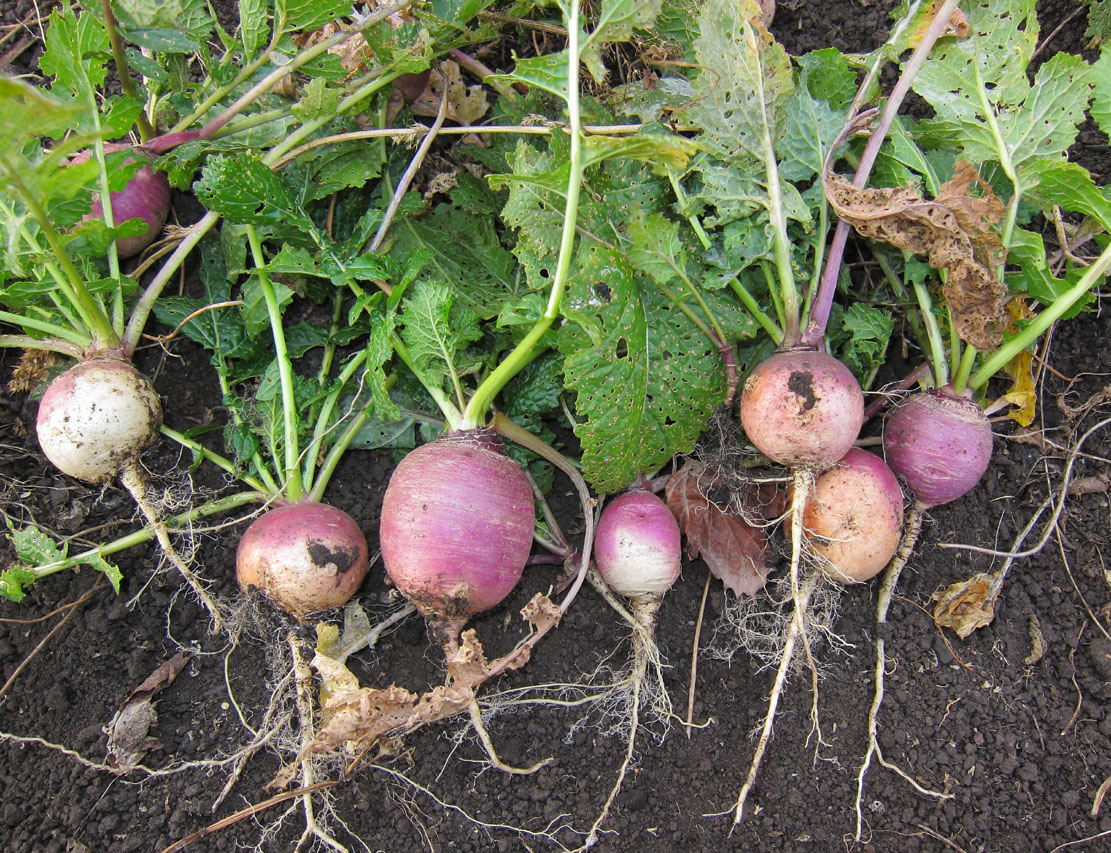 Изображение особи Brassica rapa ssp. rapifera.