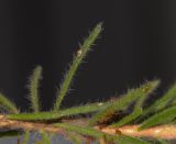 Calothamnus villosus