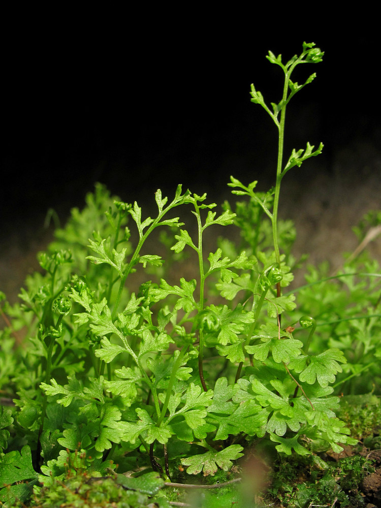 Изображение особи Anogramma leptophylla.