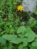 Ligularia calthifolia