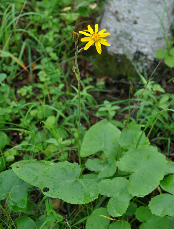 Изображение особи Ligularia calthifolia.