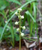 genus Pyrola