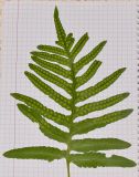 Polypodium cambricum. Вайя с сорусами (вид с обратной стороны). Израиль, Нижняя Галилея, (западная часть), у устья нахаль Ципори, территория археологического памятника \"Хурбат Саси\", склон глубокого оврага. 19.12.2014.