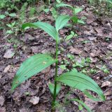 Veratrum lobelianum