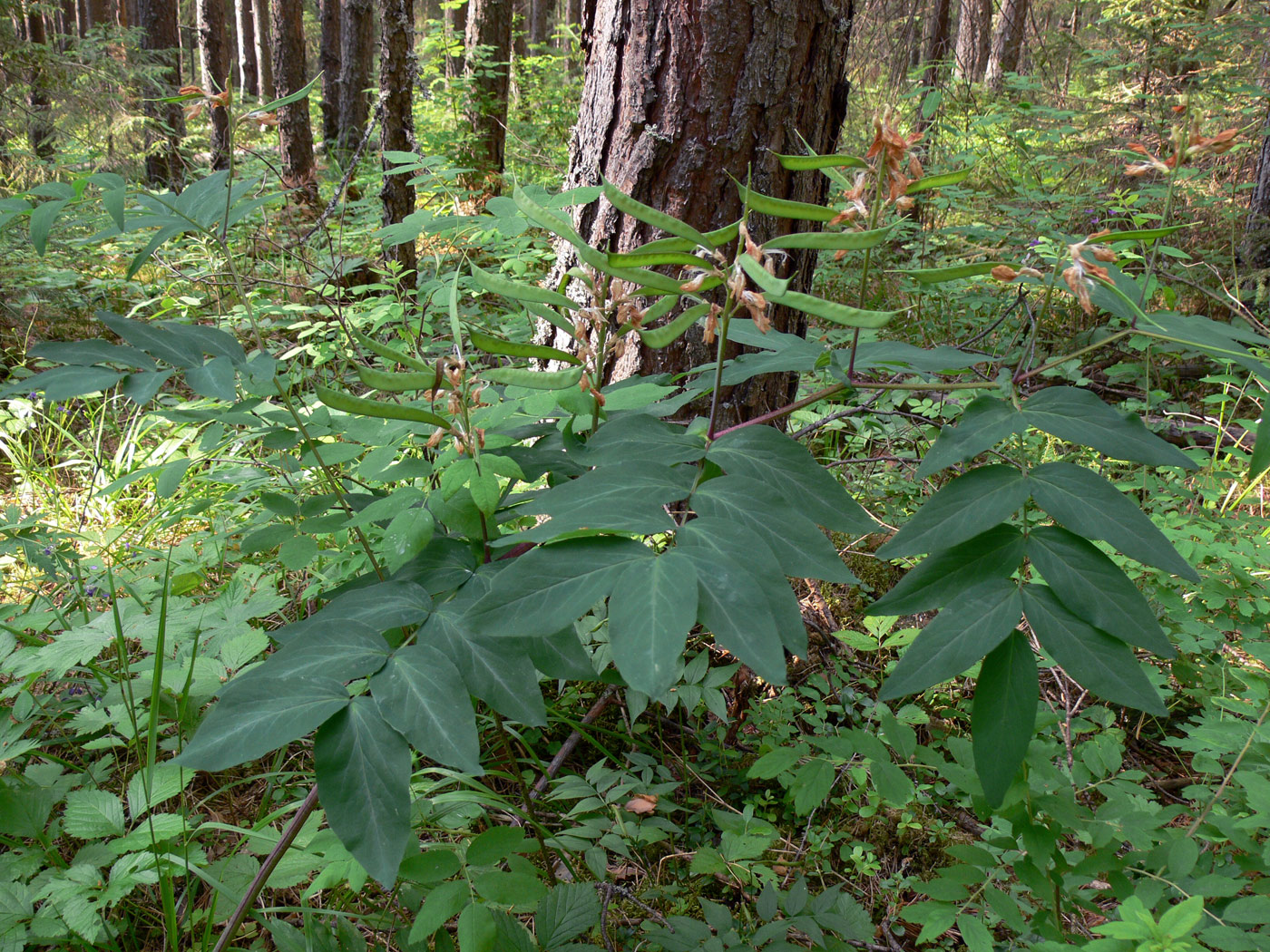 Image of Lathyrus gmelinii specimen.