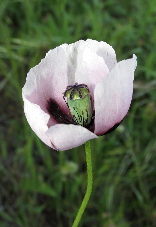 Изображение особи Papaver stevenianum.