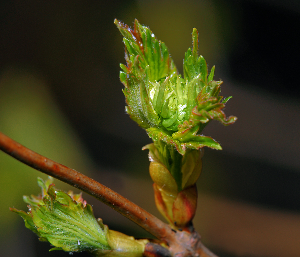 Image of Viburnum opulus specimen.