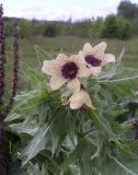 Hyoscyamus niger. Верхушка цветущего растения. Украина, Житомирская обл. 12.05.2016.