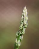 Asparagus officinalis. Верхушка молодого побега. Пермский край, г. Пермь, Кировский р-н, садовый участок, в культуре. 22.05.2016.