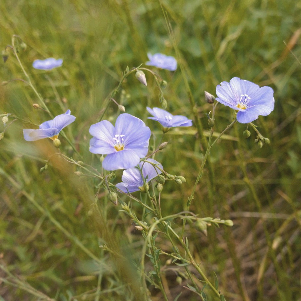 Изображение особи Linum austriacum.