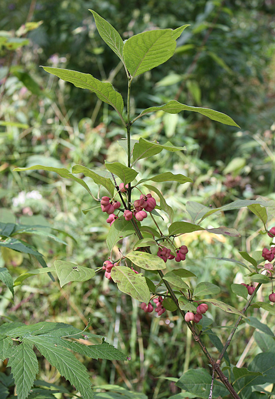 Изображение особи Euonymus europaeus.