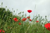 Papaver rhoeas