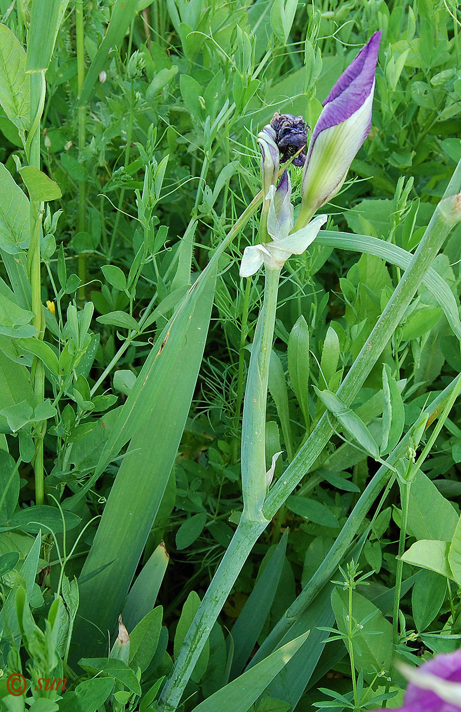 Изображение особи Iris germanica.