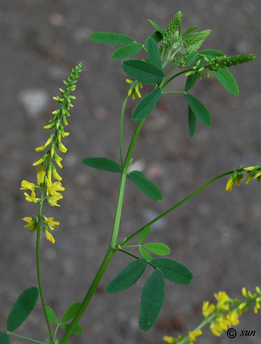 Изображение особи Melilotus officinalis.