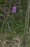 Dactylorhiza maculata