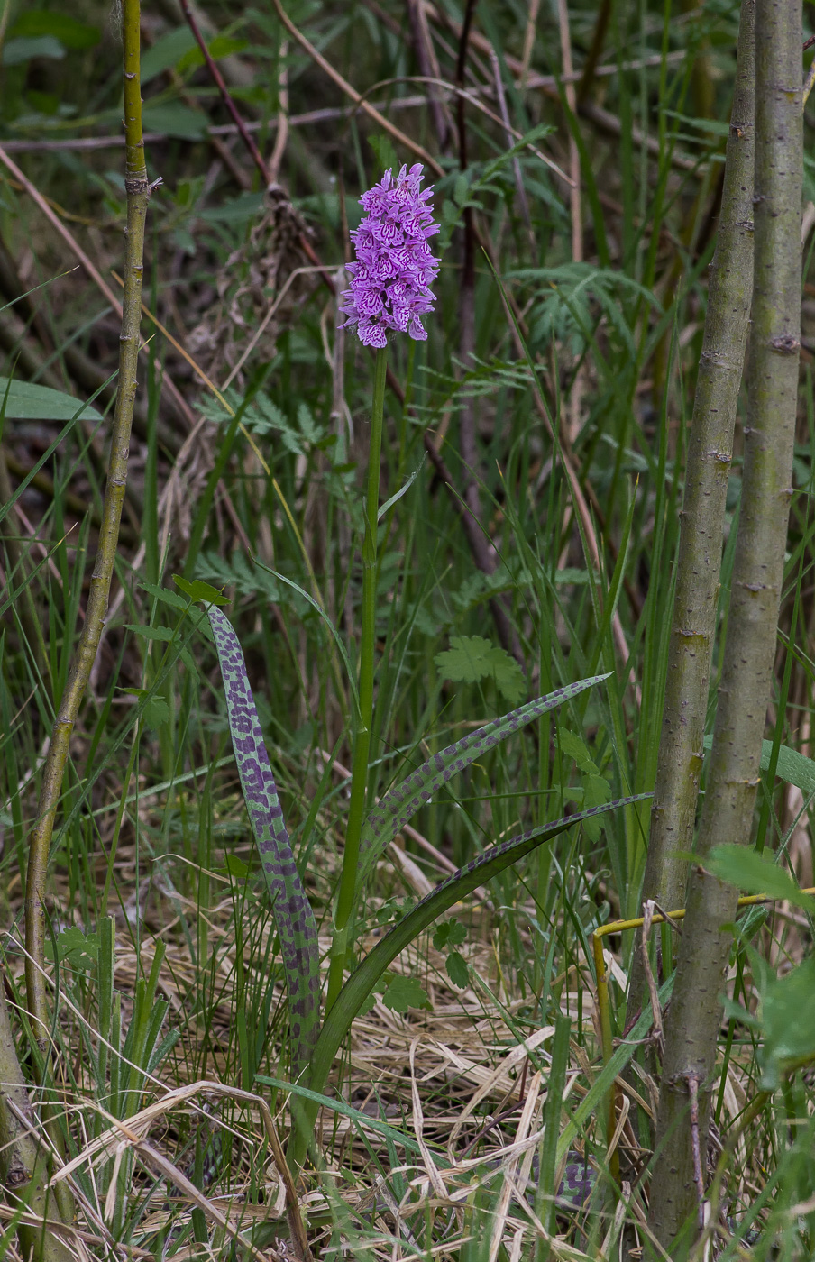 Изображение особи Dactylorhiza maculata.