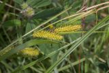 Carex vesicaria
