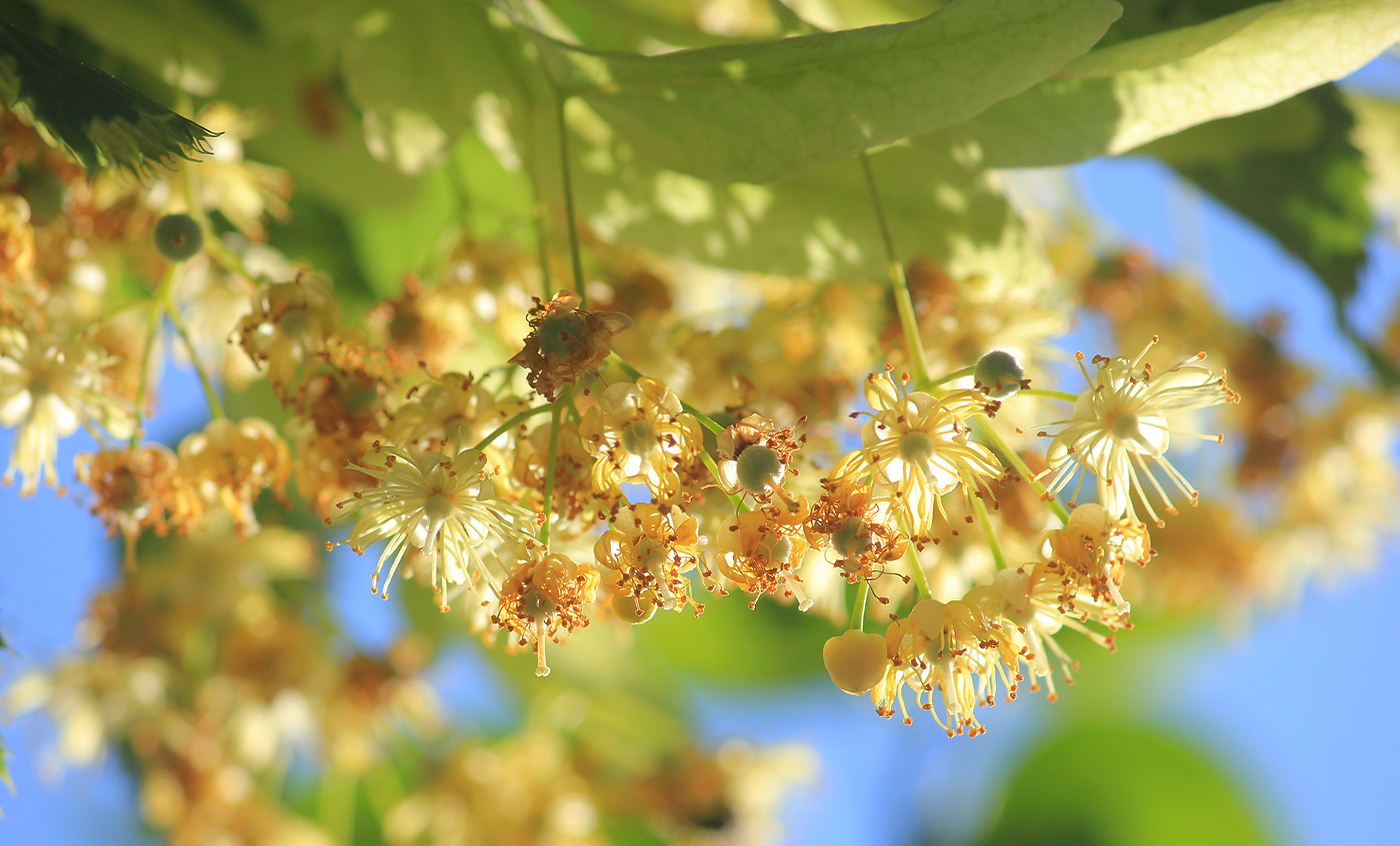 Изображение особи Tilia begoniifolia.