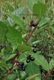 Lonicera involucrata