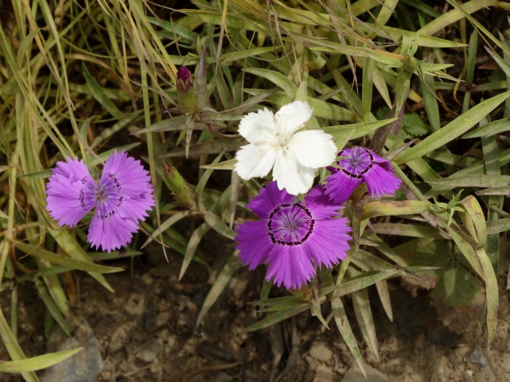 Image of Dianthus chinensis specimen.