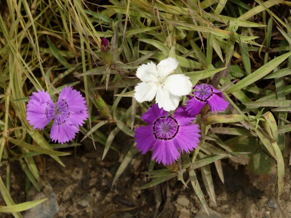 Изображение особи Dianthus chinensis.