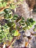 Euphorbia paralias