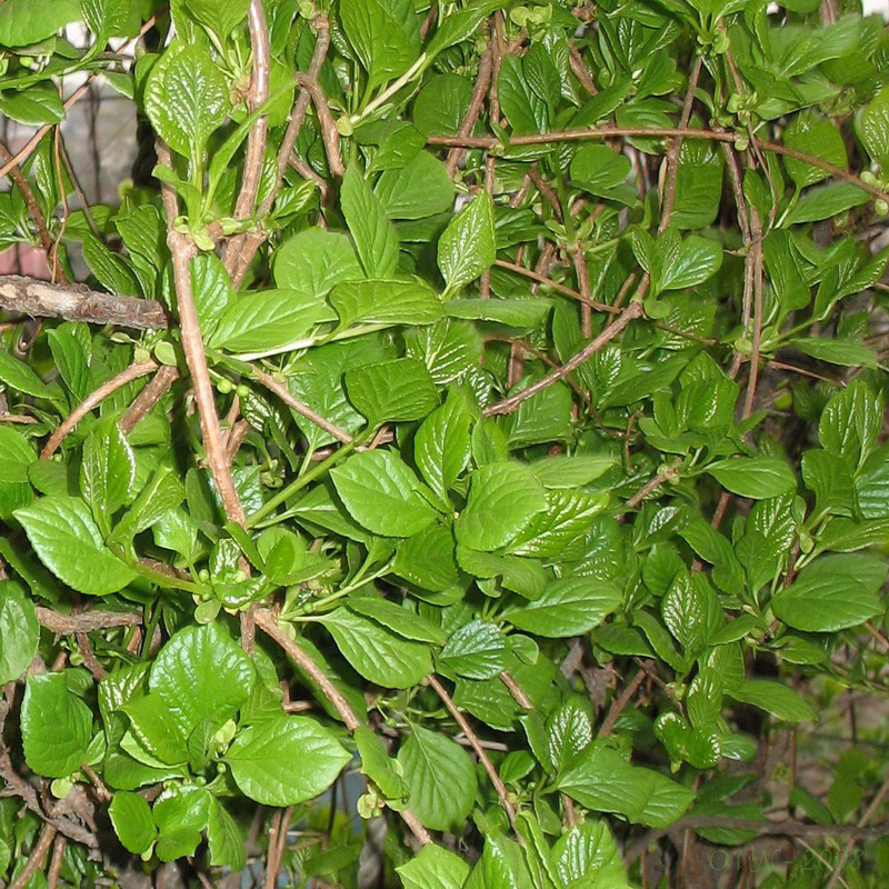 Image of Schisandra chinensis specimen.