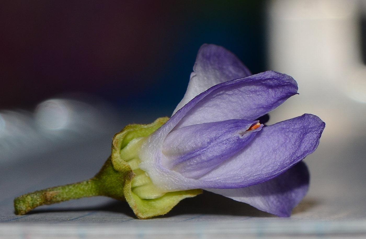 Изображение особи Sophora secundiflora.