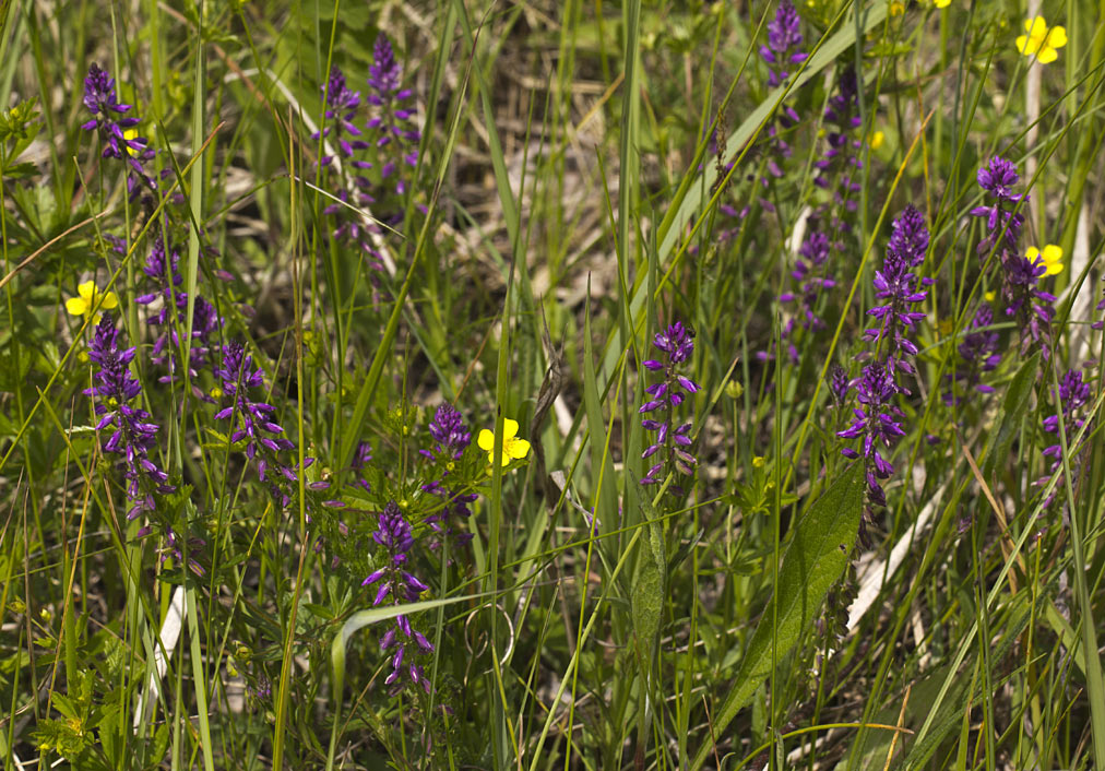 Image of Polygala comosa specimen.