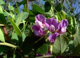 Lathyrus japonicus подвид maritimus. Цветки и сегменты листьев. Литва, Клайпеда, Куршская коса. 18.08.2008.