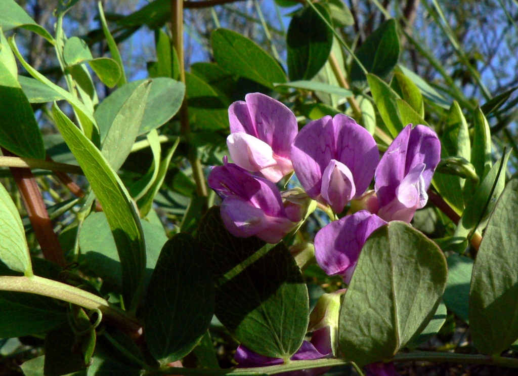 Изображение особи Lathyrus japonicus ssp. maritimus.