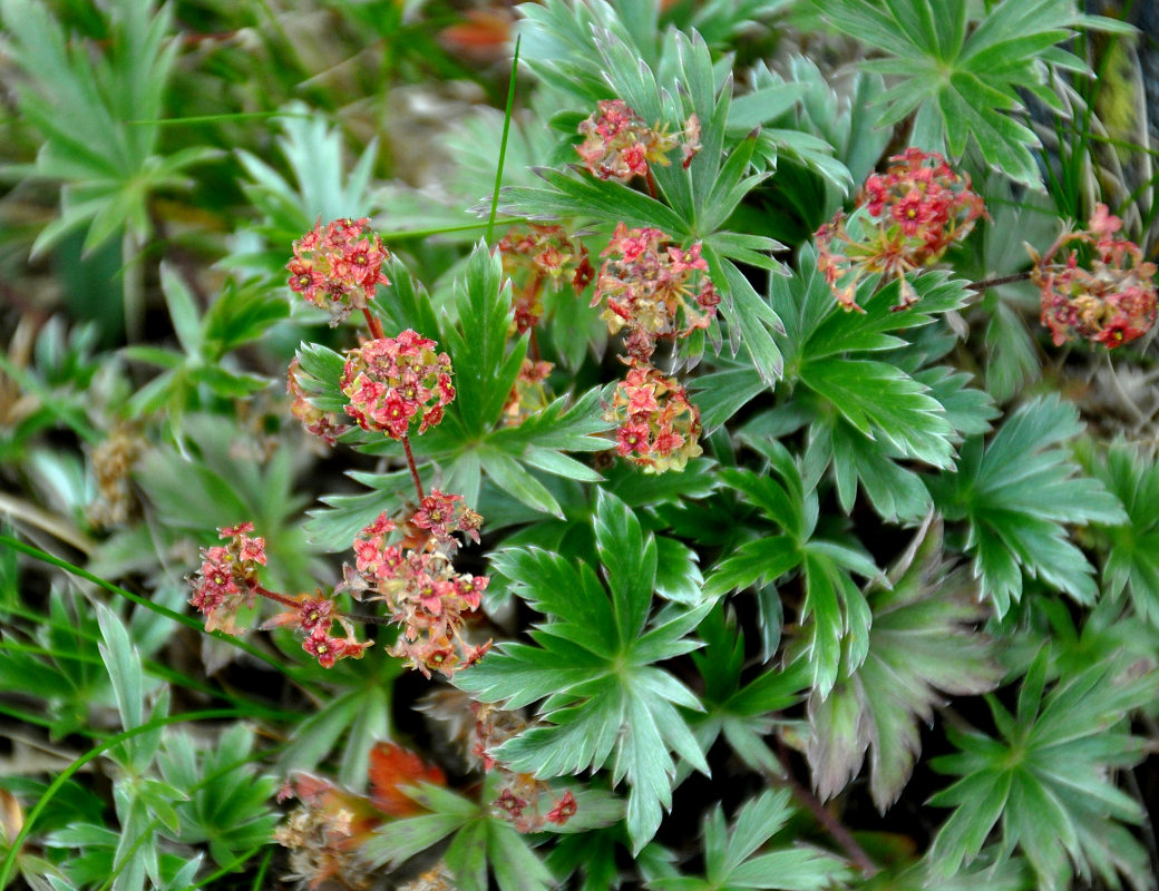 Image of Alchemilla sericea specimen.