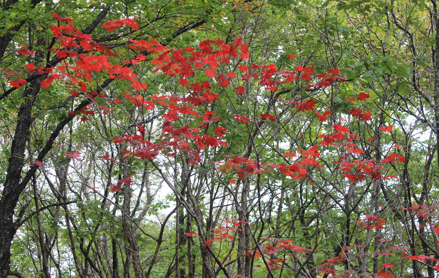 Image of Acer pseudosieboldianum specimen.